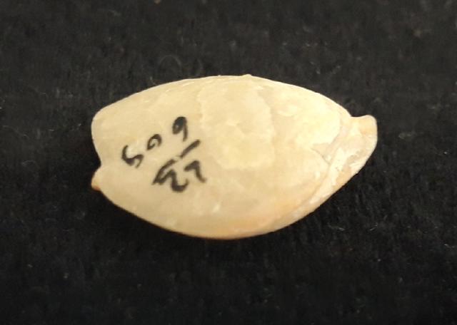 Zeilleria moisseievi DAGYS 1963 - Bild &copy; FossNet FossilienStore